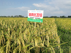 �ՃɃ�(y��u)2018-ˮ���N��-Ԭ�Z