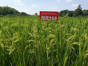 �惞(y��u)269-ˮ���N��-Ԭ�Z