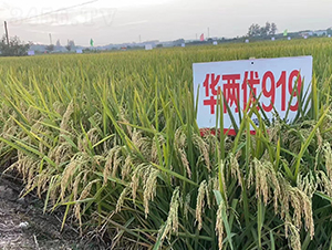 �A�Ƀ�(y��u)919-ˮ���N��-Ԭ�Z