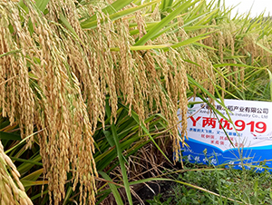 Y�Ƀ�(y��u)919-ˮ���N��-Ԭ�Z