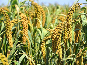 ԥ��48-���ӷN��-����r��