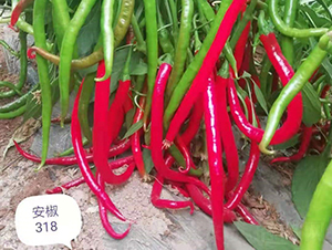 ����318-�����N��-���(y��ng)�r(n��ng)��