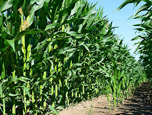 ����308-���׷N��-����r(n��ng)��