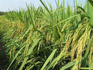 ï�Ƀ�(y��u)29-ˮ���N��-�Aï�߿�