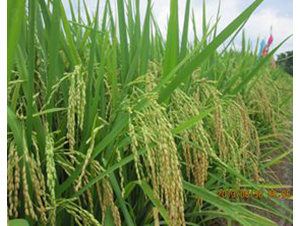 ï�s����-ˮ���N��-�Aï�߿�