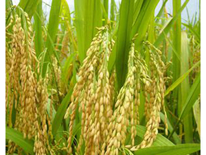 �؃�(y��u)161-ˮ���N��-�Aï�߿�