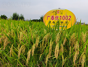 �V̩��(y��u)1002-ˮ���N��-�Aï�߿�