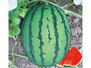 ��ʥ���µ���-���ϷN��-��ʥ��