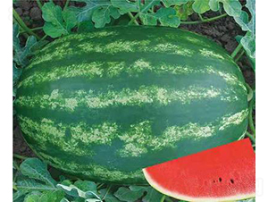 ��ʥ�����h-���ϷN��-��ʥ��