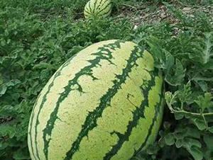 ��ʥ�����c-���ϷN��-��ʥ��