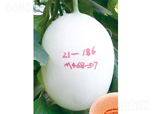 ��ʥ���y��10̖��468-517��-��ϷN��-��ʥ��