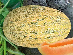 ��ʥ��ʮһ̖��86-1��-��ϷN��-��ʥ��