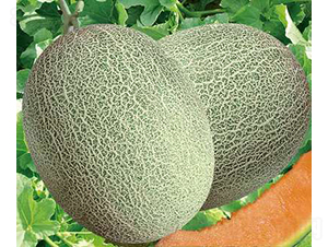 ��ʥ����ʮ�ģ���ͯ��-��ϷN��-��ʥ��