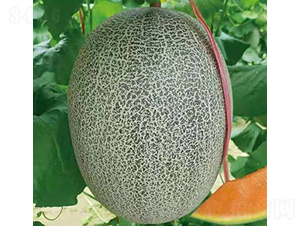 ��ʥ�̾G����-��ϷN��-��ʥ��