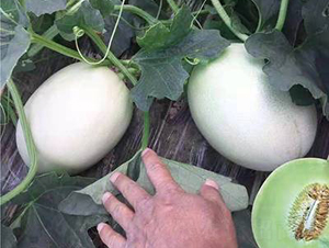 ��ʥ�̾G��-��ϷN��-��ʥ��