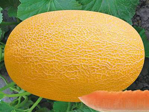 ��ʥ���S������404-405��-��ϷN��-��ʥ��