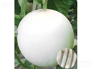 ��ʥ��M21-183��-��ϷN��-��ʥ��