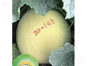 ��ʥ��M20-143-��ϷN��-��ʥ��