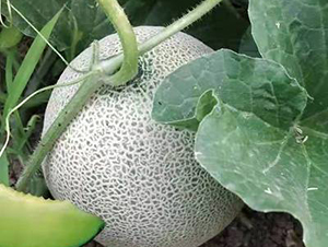 ��ʥ��M18-67-��ϷN��-��ʥ��