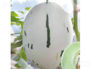 ��ʥ��20-491-��ϷN��-��ʥ��