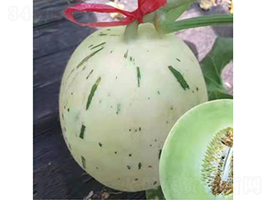 ��ʥ��20-489-��ϷN��-��ʥ��