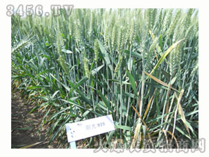 С���N��-�(y��ng)��818