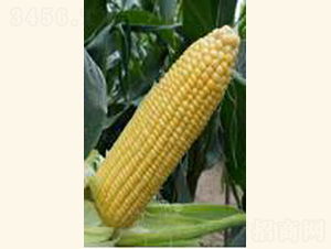 �}��4̖-���׷N��-���C�N�I(y��)