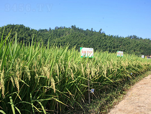 ȫ��(y��u)3301-ˮ���N��-���C�N�I(y��)