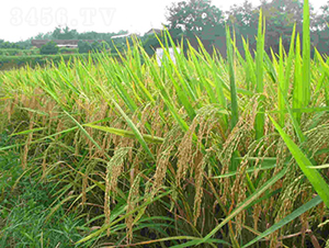 �B��(y��u)3189-ˮ���N��-���C�N�I(y��)