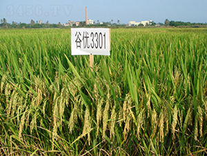 �ȃ�(y��u)3301-ˮ���N��-���C�N�I(y��)