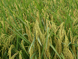 Y�Ƀ�(y��u)1998-ˮ���N��-ϣ���N�I(y��)