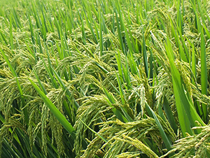 B�Ƀ�(y��u)141-ˮ���N��-ϣ���N�I(y��)