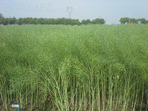 �����s6815-�Ͳ˷N��-���A���r(n��ng)