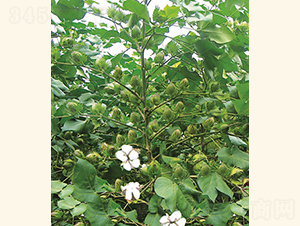 ��(r��n)�s��5̖(h��o)-�޻��N��-���A���r(n��ng)