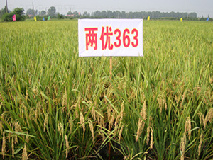 �Ƀ�(y��u)363-ˮ���N��-���A���r(n��ng)