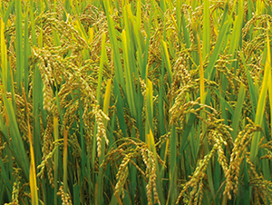 ��Դ4̖-ˮ���N��-���S�N�I(y��)