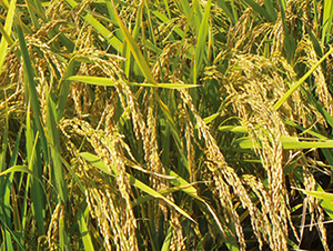 ����31̖-ˮ���N��-���S�N�I(y��)