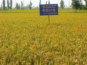 ����43̖-ˮ���N��-���S�N�I(y��)