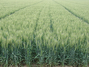 ��(j��)��21-С���N��-�y�d�N�I(y��)