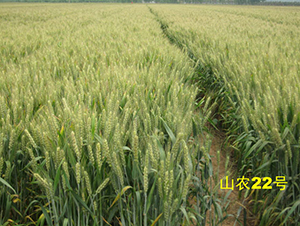 ɽ�r(n��ng)22̖(h��o)-С���N��-�y�d�N�I(y��)