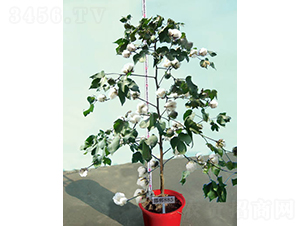 ����885-�޻��N��-�y�d�N�I(y��)