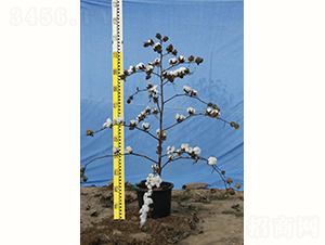 �y�d��14̖-�޻��N��-�y�d�N�I(y��)