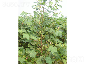 �y�d��5̖-�޻��N��-�y�d�N�I(y��)