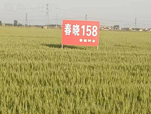 ����158-С���N��-���ԷN�I(y��)