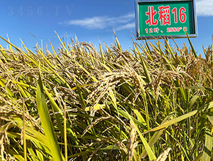 ����16̖-ˮ���N��-���ϷN�I(y��)