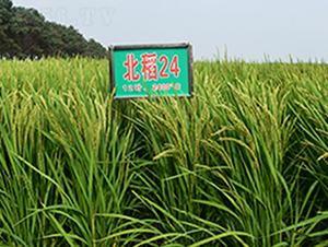 ����24̖(h��o)-ˮ���N��-���ϷN�I(y��)