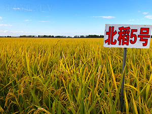 ����5̖(h��o)-ˮ���N��-���ϷN�I(y��)