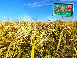 ����8̖(h��o)-ˮ���N��-���ϷN�I(y��)