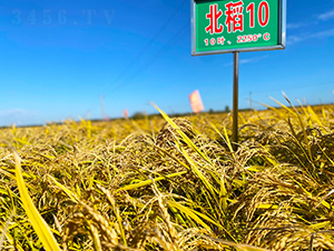 ����10̖(h��o)-ˮ���N��-���ϷN�I(y��)