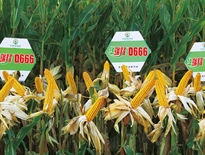 D666-���׷N��-�A��¡�N�I(y��)